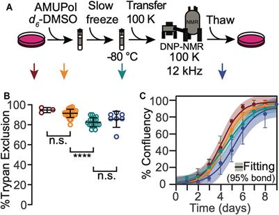 In-Cell NMR of Intact Mammalian Cells Preserved with the Cryoprotectants DMSO and Glycerol Have Similar DNP Performance